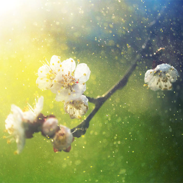 How Whole-House Air Purification Systems Fight Spring Allergies